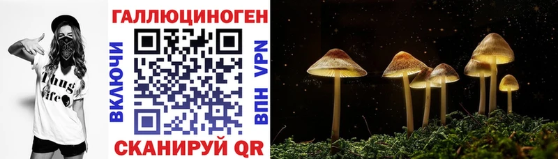 Купить где  Бирюсинск  Галлюциногенные грибы Cubensis 